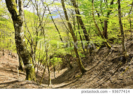 丹澤的加索邊境山脊、諸久保澤之楣、新鮮的綠色森林和大室山 丹澤的加索邊境山脊、諸久保澤之楣、新鮮的綠色森林和大室山 93677414