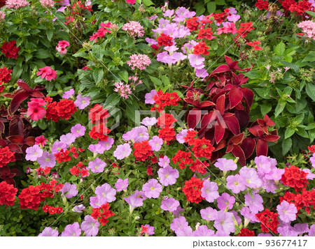 花壇 花壇 93677417