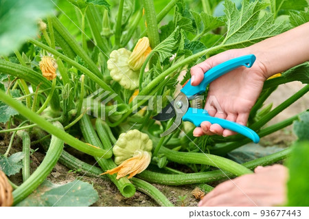 Woman harvesting pattypan vegetables in the garden 93677443