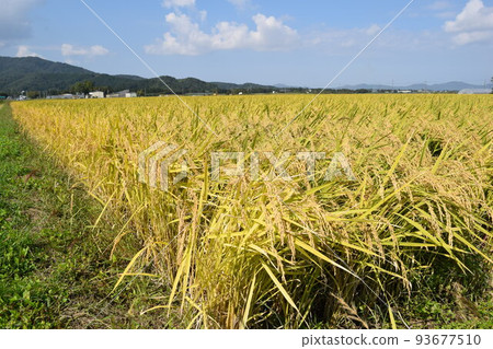 A rice leaf that has become golden 93677510