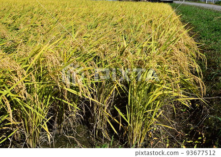 A rice leaf that has become golden 93677512