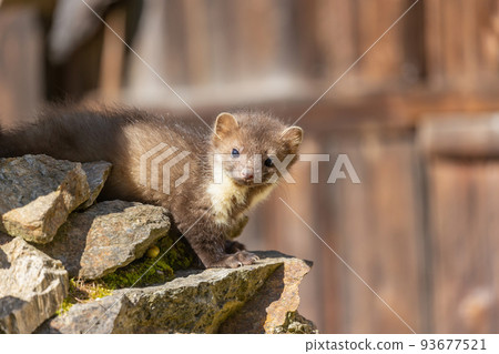 Young marten looking at the camera. Young marten looking at the camera. 93677521
