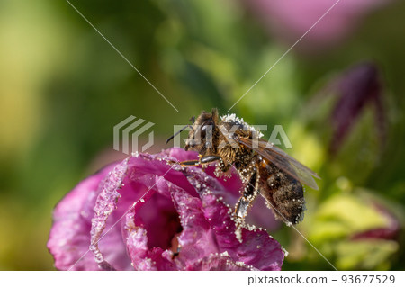 Honey bee is posing on Hibiscus flower closeup. Honey bee is posing on Hibiscus flower closeup. 93677529