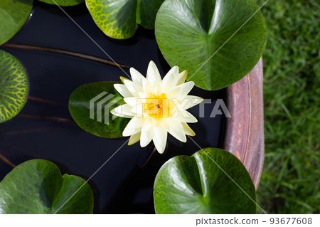 Nymphaea lotus flower with leaves, Beautiful blooming yellow water lily Nymphaea lotus flower with leaves, Beautiful blooming yellow water lily 93677608