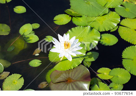 Beautiful blooming lotus flower with leaves, White water lily in pond 93677654