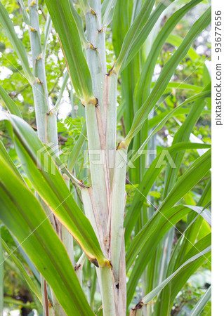 Sugar cane plant with green leaves Sugar cane plant with green leaves 93677656