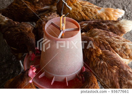 Hens eating food on chicken farm. Organic poultry house. Hens eating food on chicken farm. Organic poultry house. 93677661