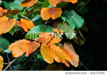 Bauhinia aureifolia or gold leaf bauhinia Bauhinia aureifolia or gold leaf bauhinia 93677689
