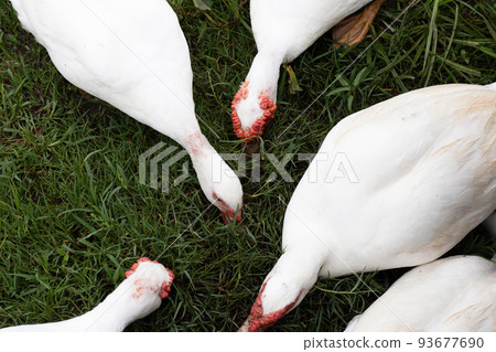 Free range duck farm. Natural organic duck Free range duck farm. Natural organic duck 93677690
