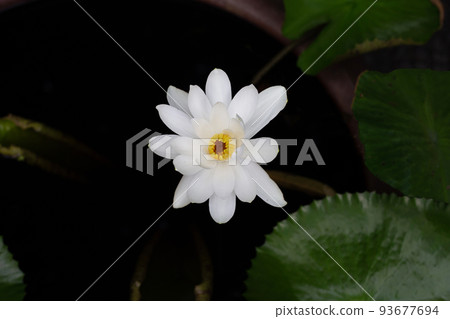 Nymphaea lotus flower with leaves, Beautiful blooming water lily Nymphaea lotus flower with leaves, Beautiful blooming water lily 93677694