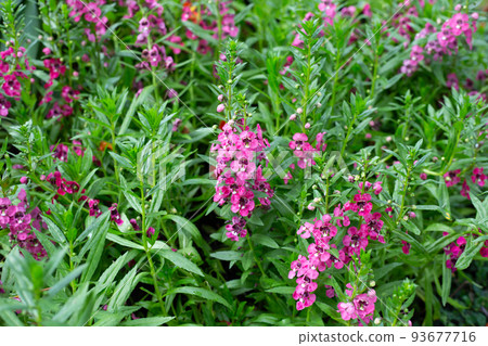 Beautiful angelonia goyazensis benth in the park Beautiful angelonia goyazensis benth in the park 93677716