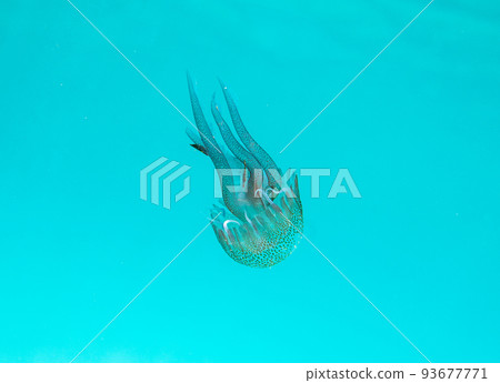 Transparent jellyfish floats in a crystalline sea 93677771