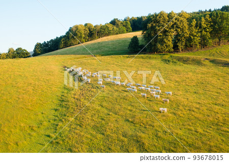 Domestic cows rest on meadow grass to provide fresh milk to farmers. Herd of cattle grazes in countryside at summer sunset upper aerial view 93678015