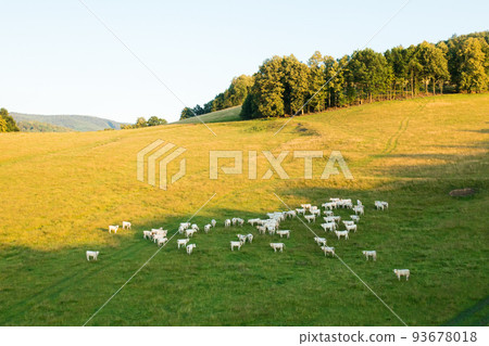 Herd of hungry cows grazes on pasture near lush trees growing in highland. Domestic animals eat yellowed grass on alpine meadow aerial view Herd of hungry cows grazes on pasture near lush trees growing in highland. Domestic animals eat yellowed grass on alpine meadow aerial view 93678018