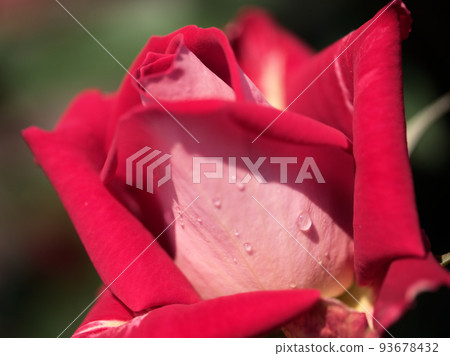 Rose flower "Love" that bloomed in May Rose flower "Love" that bloomed in May 93678432