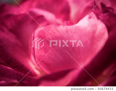 The rose flower "Seika" that blooms in May The rose flower "Seika" that blooms in May 93678433