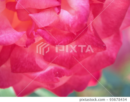 The rose flower "Seika" that blooms in May The rose flower "Seika" that blooms in May 93678434