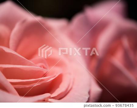 Roses blooming in May "Bridal Pink" Roses blooming in May "Bridal Pink" 93678435