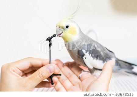 [Pet] Cockatiel playing with a microphone stand 93678535