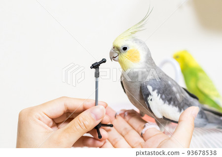 [Pet] Cockatiel playing with a microphone stand 93678538