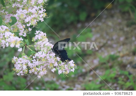 A landscape with a black swallowtail perched on a light pink crape myrtle flower 93678625
