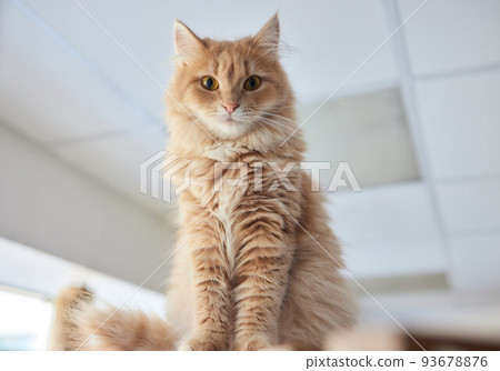 Portrait of cute cat near window at home. Portrait of cute cat near window at home. 93678876