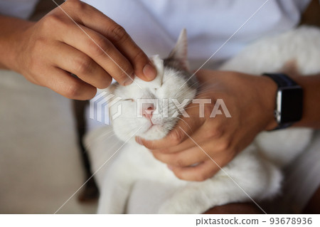 Caring for cat's health, hygiene procedure. Person cleaning green eyes of fluffy gray cat with cotton swab at home. Pet care. Caring for cat's health, hygiene procedure. Person cleaning green eyes of fluffy gray cat with cotton swab at home. Pet care. 93678936