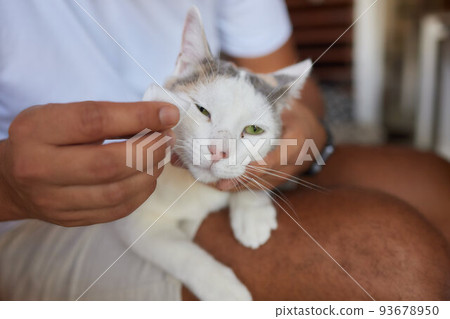Caring for cat's health, hygiene procedure. Person cleaning green eyes of fluffy gray cat with cotton swab at home. Pet care. 93678950