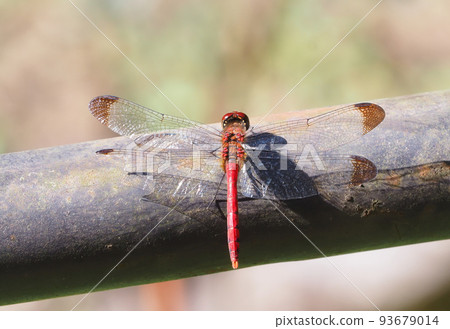 Conosimetorbos (male) Conosimetorbos (male) 93679014