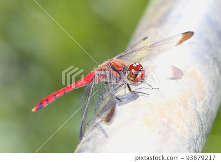 Conosimetorbos (male) 93679217