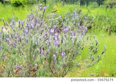 Lavender flowers Lavender flowers 93679274