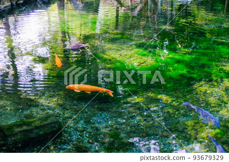 Ducks and carp in a spring pond Ducks and carp in a spring pond 93679329