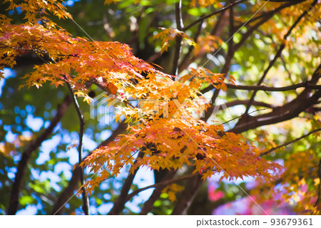 紅葉旺季 鹿兒島縣青少年培訓中心 93679361