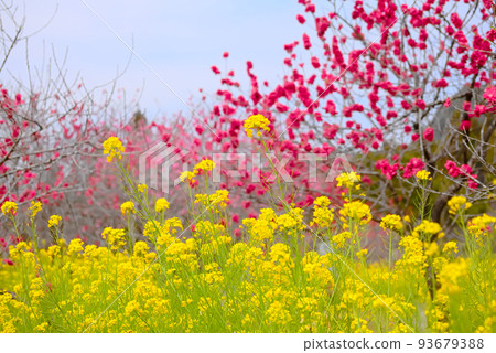 紅桃和油菜花盛開,Tenta“Hanamomo no Sato” 紅桃和油菜花盛開,Tenta“Hanamomo no Sato” 93679388