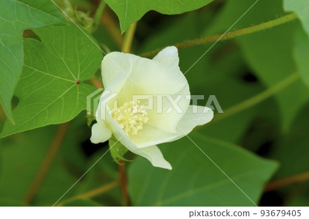 Gossypium（棉、西棉） 93679405