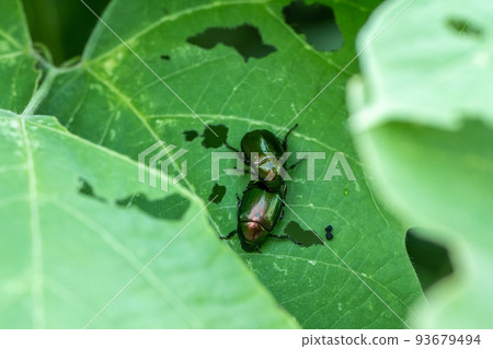 草地上的金龜子 93679494