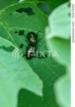 草地上的金龜子 93679495