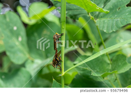 綠葉蒼蠅抓著草交配 93679496