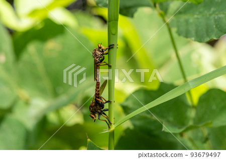 綠葉蒼蠅抓著草交配 93679497