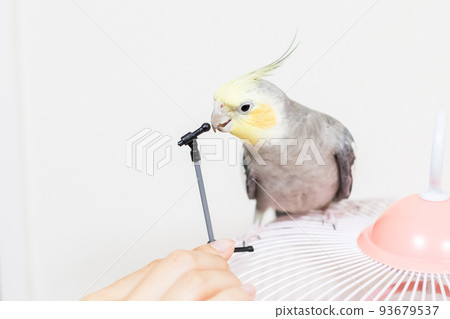 [Pet] Cockatiel playing with a microphone stand 93679537