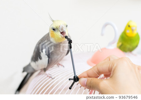 [寵物] 鸚鵡在麥克風架上玩耍 93679546