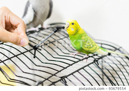 [寵物] 虎皮鸚鵡玩麥克風架 93679554