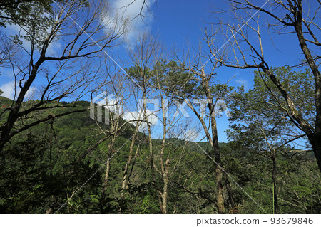 Damaged oak trees withered in the blue sky Tadami Town, Fukushima Prefecture 93679846
