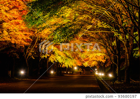 箕輪町紅葉湖的紅葉（點亮） 93680197