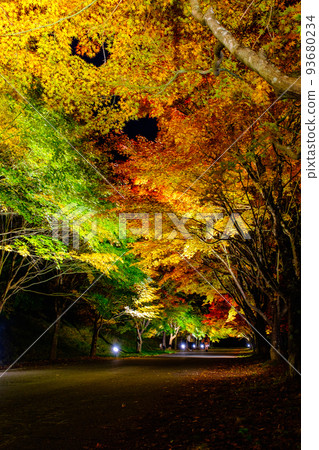 Autumn leaves of Momiji lake in Minowa town (light up) 93680234