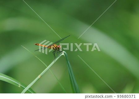 summer dragonfly perched on grass 93680371