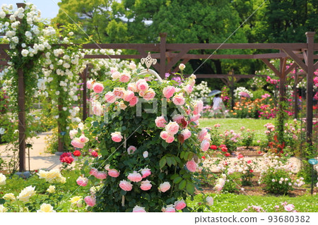 玫瑰花朵Pierre de Ronsar 玫瑰花朵Pierre de Ronsar 93680382