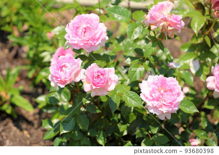 Roses flower Matilda Roses flower Matilda 93680398