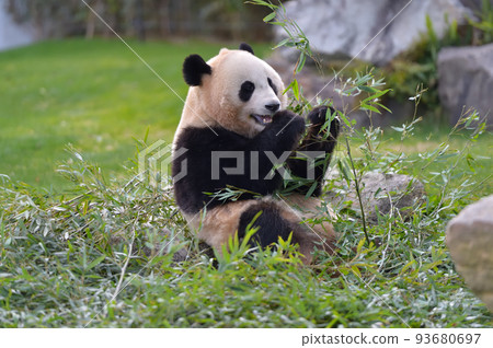 Yuihin eating bamboo deliciously 93680697
