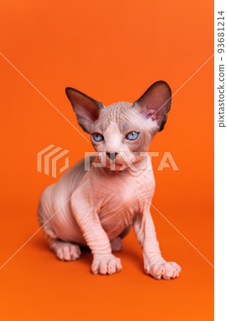 Portrait of Canadian Sphynx Cat of seal mink and white color sitting on orange background. Displeased female hairless kitten with blue eyes six weeks old. Studio shot. 93681214